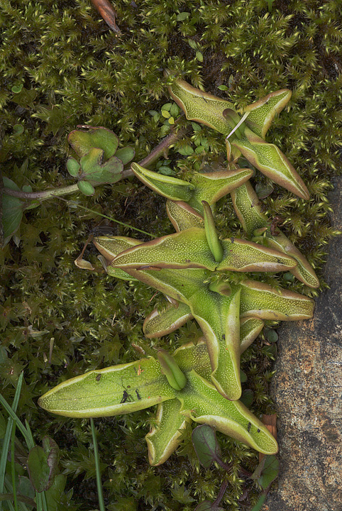 Pinguicula vulgaris / Pinguicola comune